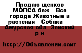 Продаю щенков МОПСА беж - Все города Животные и растения » Собаки   . Амурская обл.,Зейский р-н